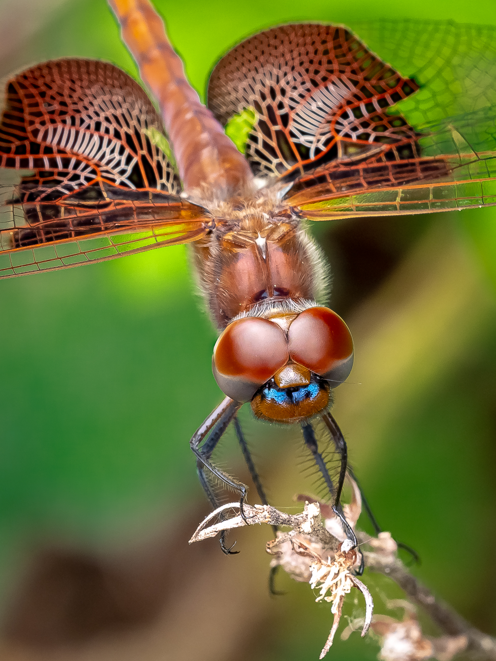 Libelle USA