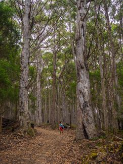Myrtle Gully and Old Farm Fire Trail Loop
